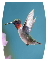 DAREC-028 Humming Bird 2